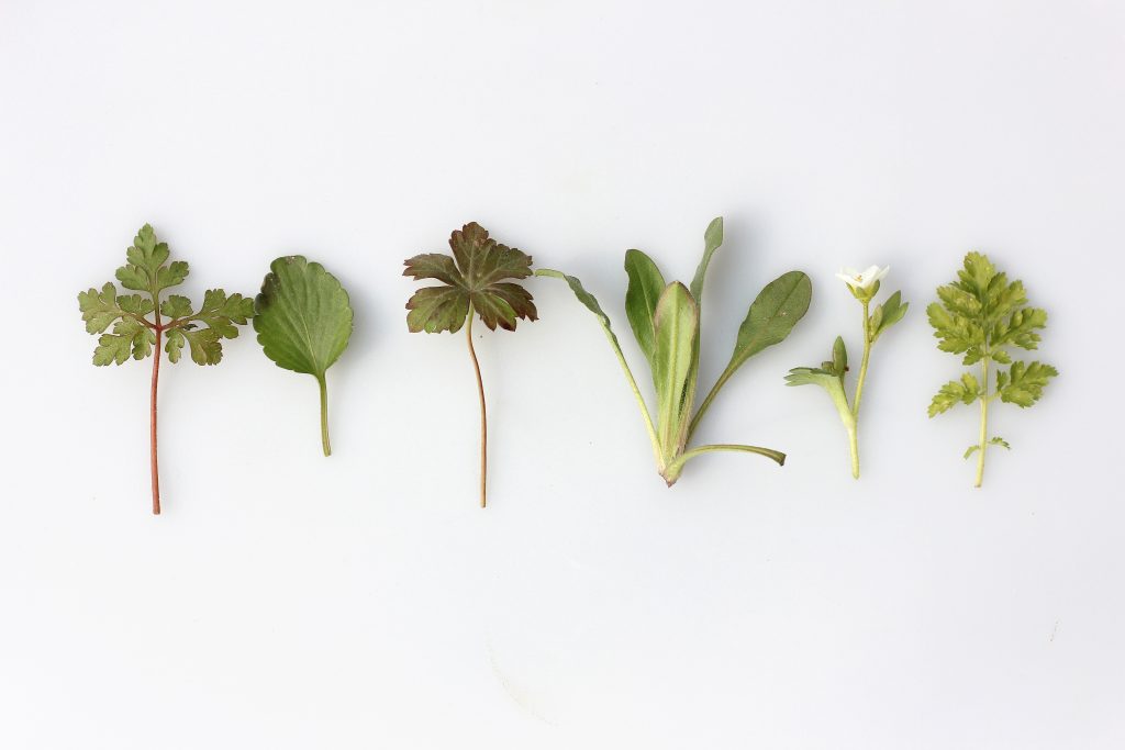 Différentes herbes aromatiques